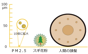 PM2.5、スギ花粉、人間の頭髪の大きさ比較